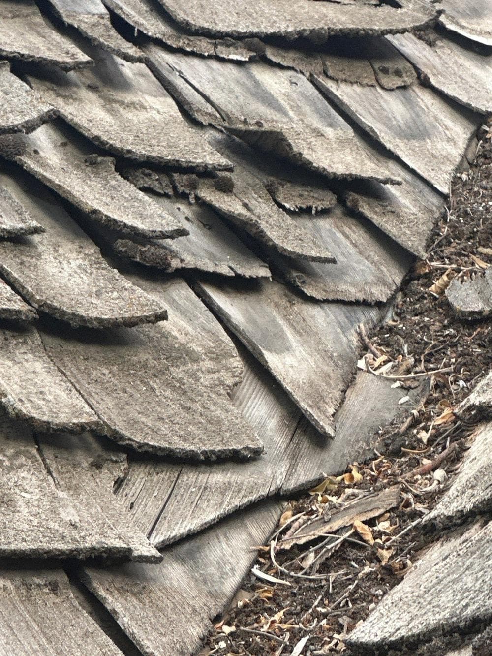 Curled and split cedar shakes with debris caught in the keyways